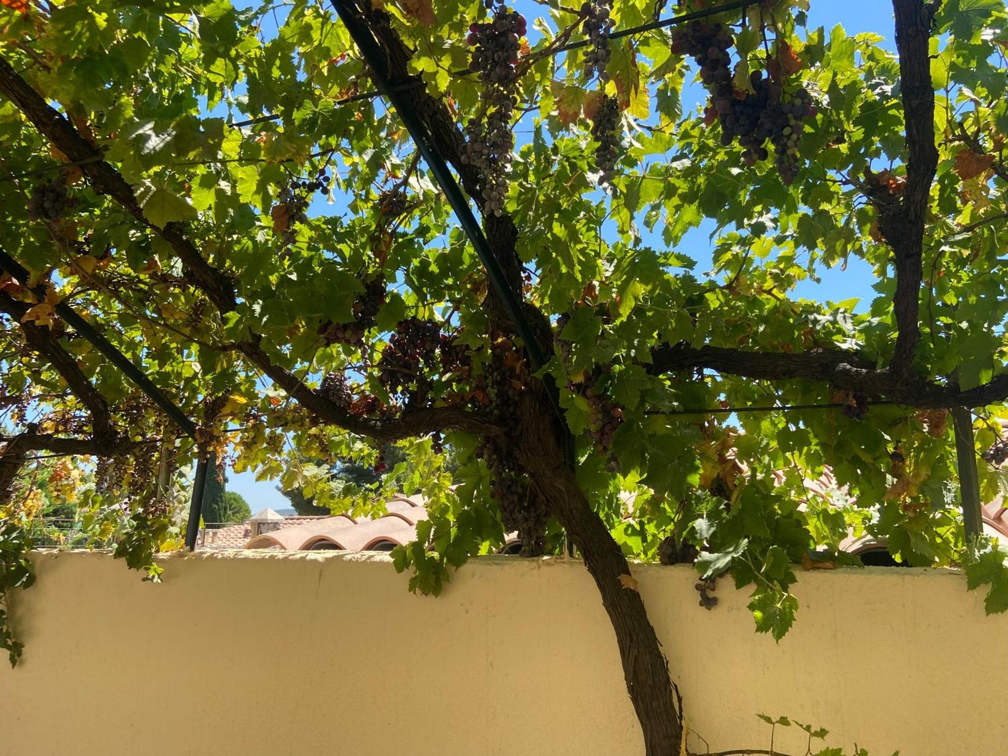 Evasion En Provence Bas De Villa Avec Jardin & Vignes, Soleil & Fraicheur Les Pennes-Mirabeau Exterior foto